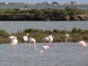 Dela de l’Ebre 10-6-2019 (galeria)