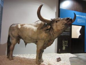 Museu de la Valltorta: Tirig