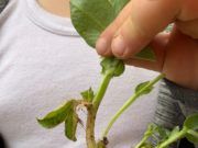 Els col·legis de Vinaròs participen en el projecte Ecoescoles