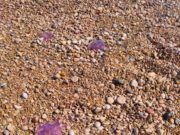 Plaga de meduses en les Salines-costa sud de Vinaròs