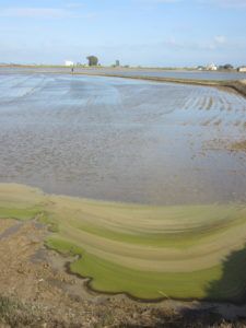Inundació de caps d’arròs al delta de l’Ebre (Poblenou)