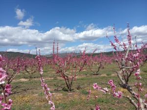 La Ribera d’Ebre en floració