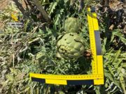 La Guardia Civil destapa la producción fraudulenta de la alcachofa “Green Queen” en Vinaròs
