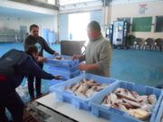 La Pesca per Andrus Albiol: Mar movido y frío con altibajos productivos